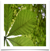 Green - Gilli